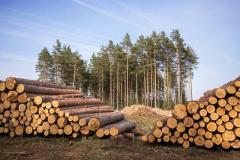 Балансы березовые