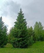 Крупномеры деревья ель, сосна, береза, липа, береза