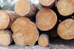 Лиственница, кедр сибирский продажа оптом.